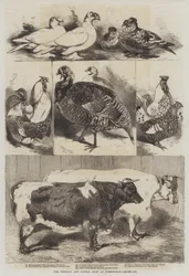 The Poultry and Cattle Show at Birmingham